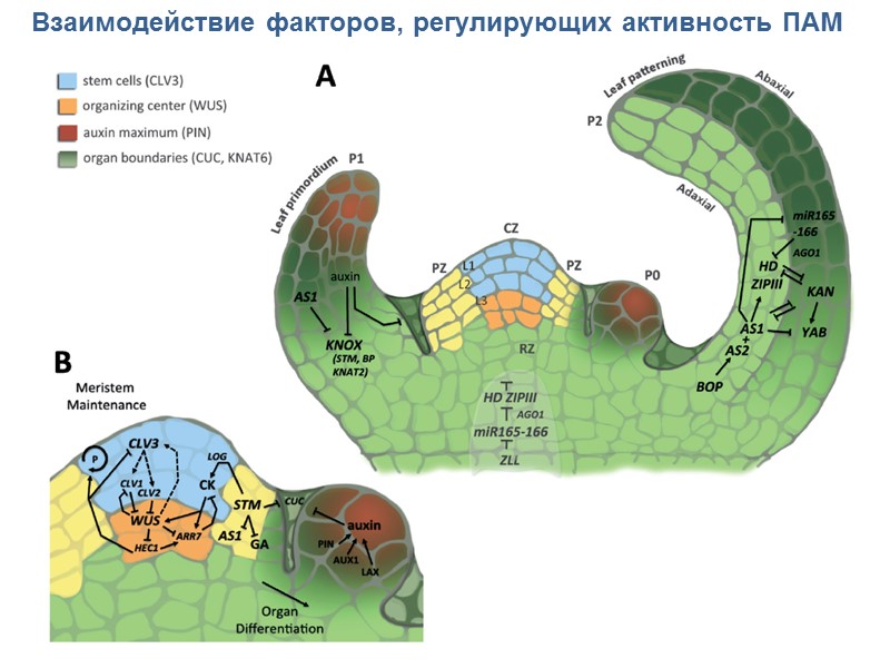 17 Взаимодействие факторов, регулирующих активность ПАМ
